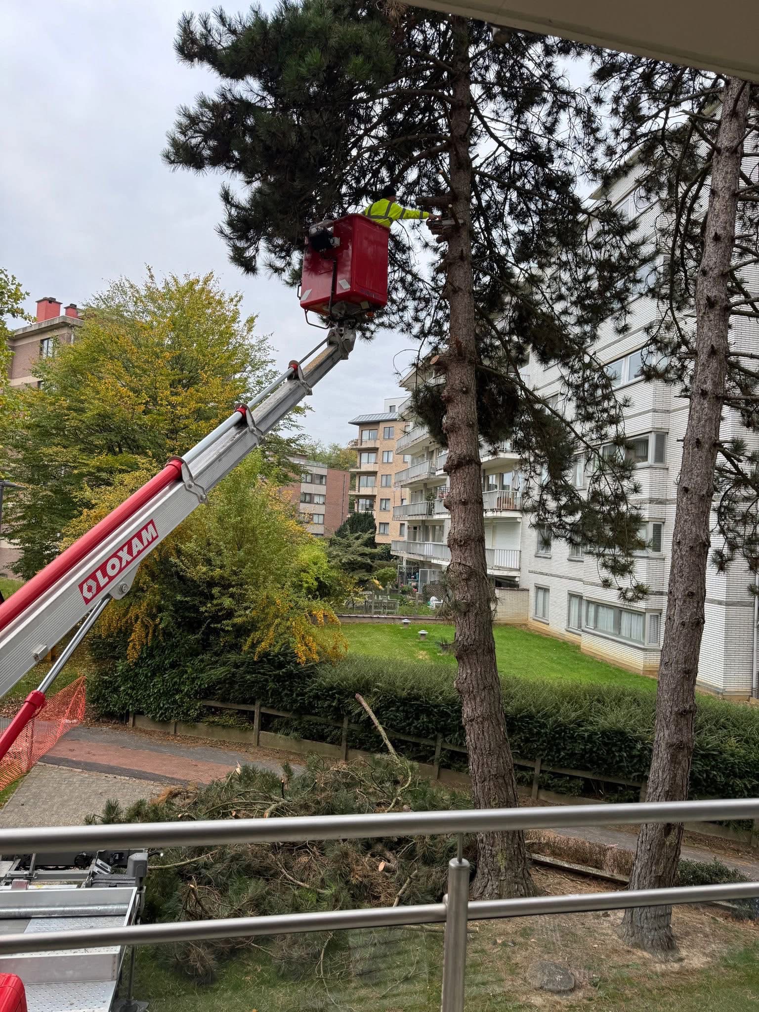 Arrachement d'un arbre de sapin de 30 mètres à Dilbeek - Photo 1