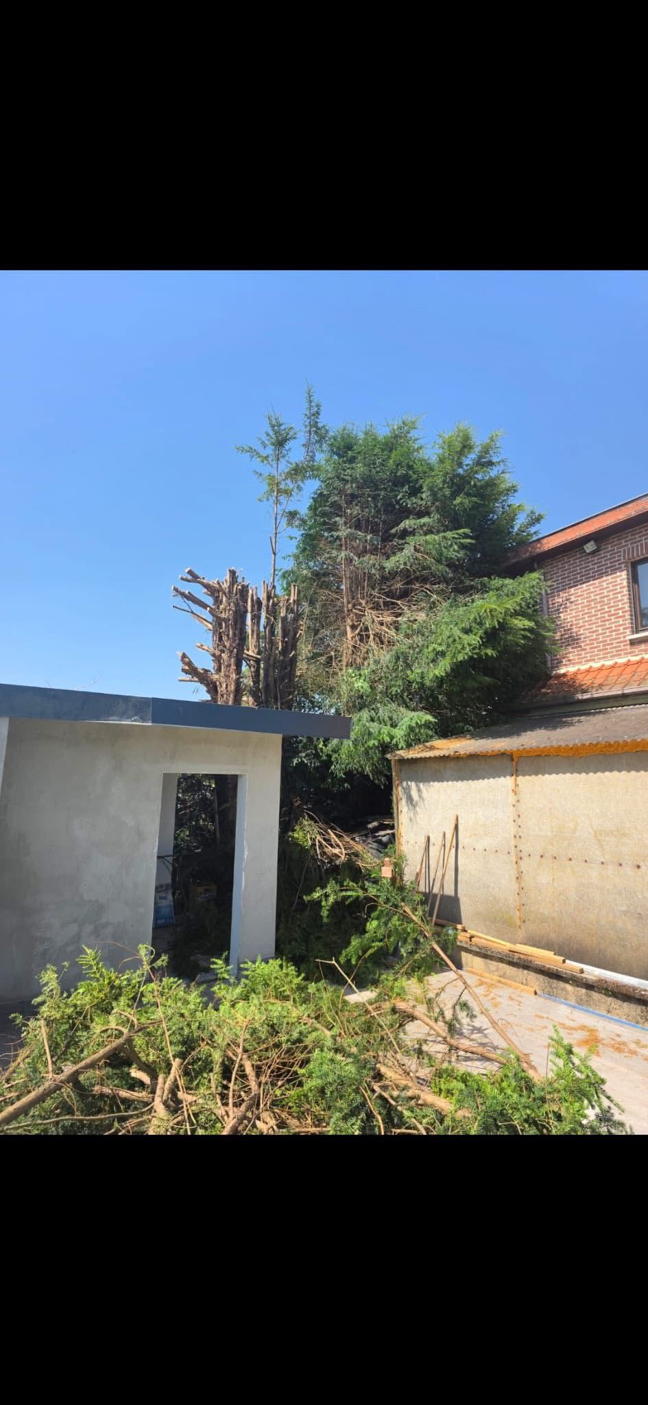 Élagage et arrachement d'arbres à Tubize - Photo 1